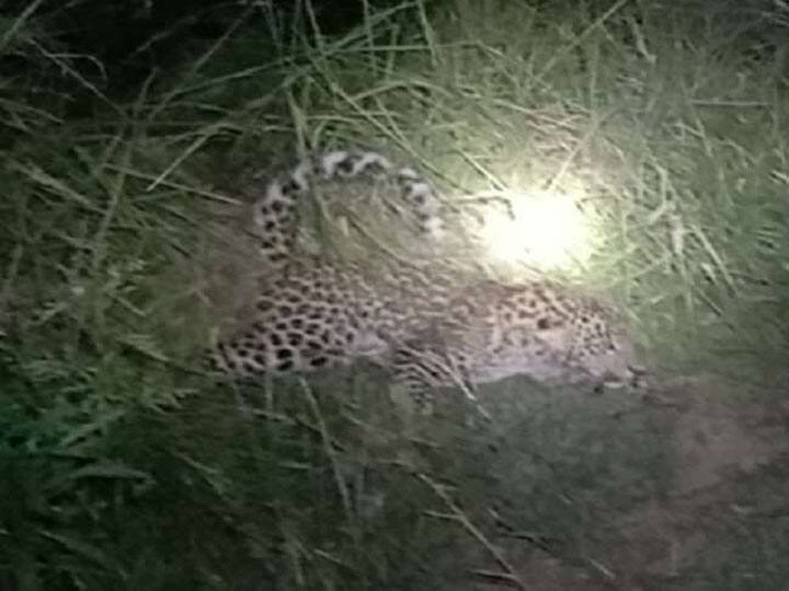 गोंडा: वन विभाग की टीम ने रेस्क्यू कर तेंदुए के शावक को पिंजरे में किया कैद, जानें- क्यों परेशान हैं इलाके के लोग