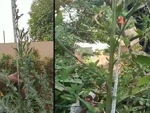 सहारनपुर में चर्चा का विषय बना 10 फीट ऊंचा ये खास पौधा, दर्ज हो सकता है लिम्का बुक ऑफ वर्ल्ड रिकॉर्ड में नाम