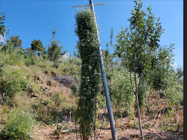 अल्मोड़ा में उगाया गया 7.1 फुट खड़ा धनिया का पौधा, देवभूमि के किसान का गिनीज वर्ल्ड रिकॉर्ड में नाम दर्ज