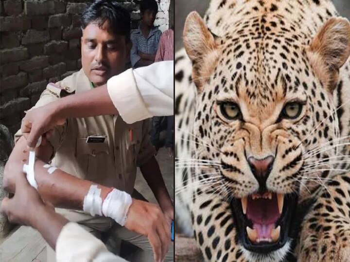leopard attack In bahraich including inspector six injured बहराइच में तेंदुए के आतंक से दहशत, हमले में दारोगा सहित 6 लोग घायल