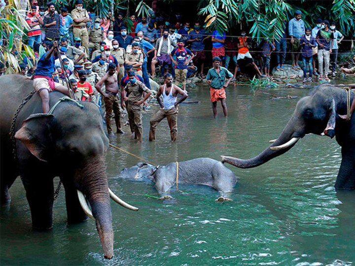 After Kerala pregnant elephant death Uttarakhand forest department issued alert in Corbett Tiger Reserve गर्भवती हथिनी की मौत के बाद उत्तराखंड वन महकमा सतर्क,  कॉर्बेट टाइगर रिजर्व और उसके आसपास के जंगलों में अलर्ट जारी