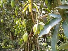 मेरठ: कोरोना की मार झेल रहे फलों के राजा आम और लीची, दामों में भारी गिरावट से परेशान किसान