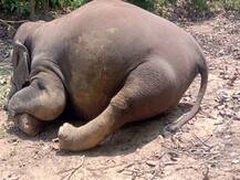 उत्तराखंड: पंतनगर में हाथी की मौत के बाद मचा हड़कंप, पोस्टमार्टम रिपोर्ट से सामने आएगा सच