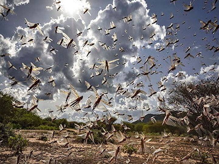 locust attack in gorakhpur uttar pradesh यूपी: गोरखपुर के ग्रामीण इलाकों में टिड्डी दल ने उड़ाई किसानों की नींद, खेतों में पीट रहे थालियां